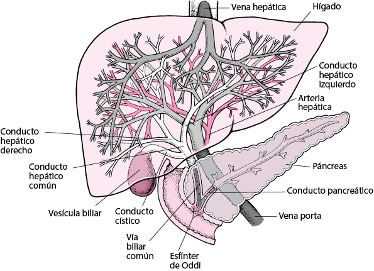 Introducción al hígado