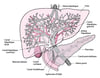 Anatomie du foie