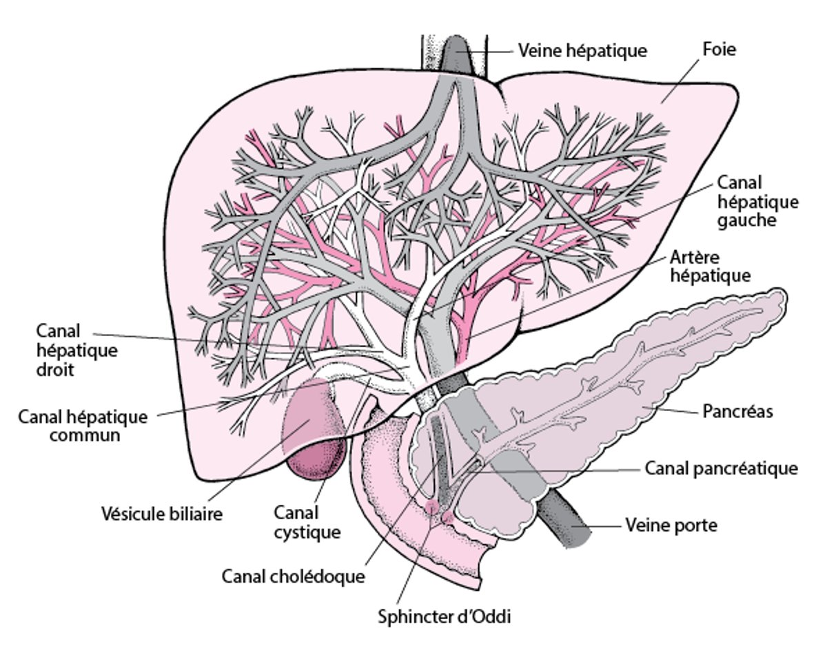 Anatomie du foie