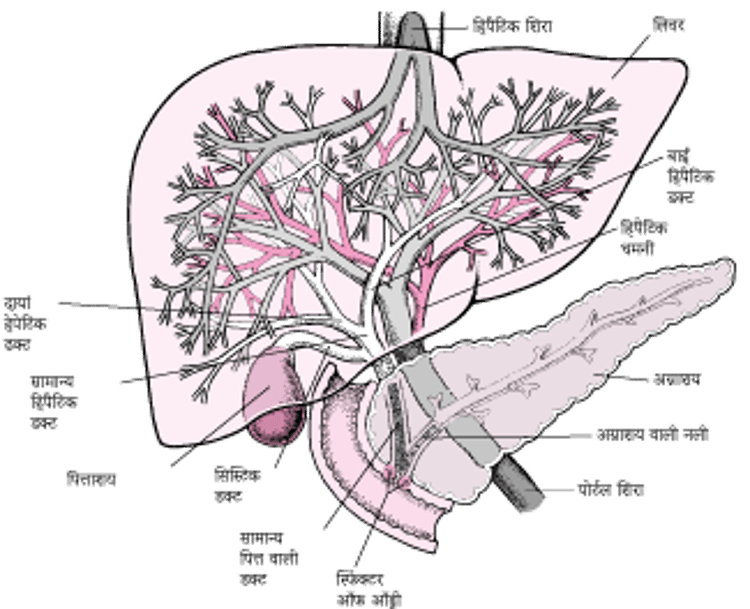 लिवर ऐसा दिखता है