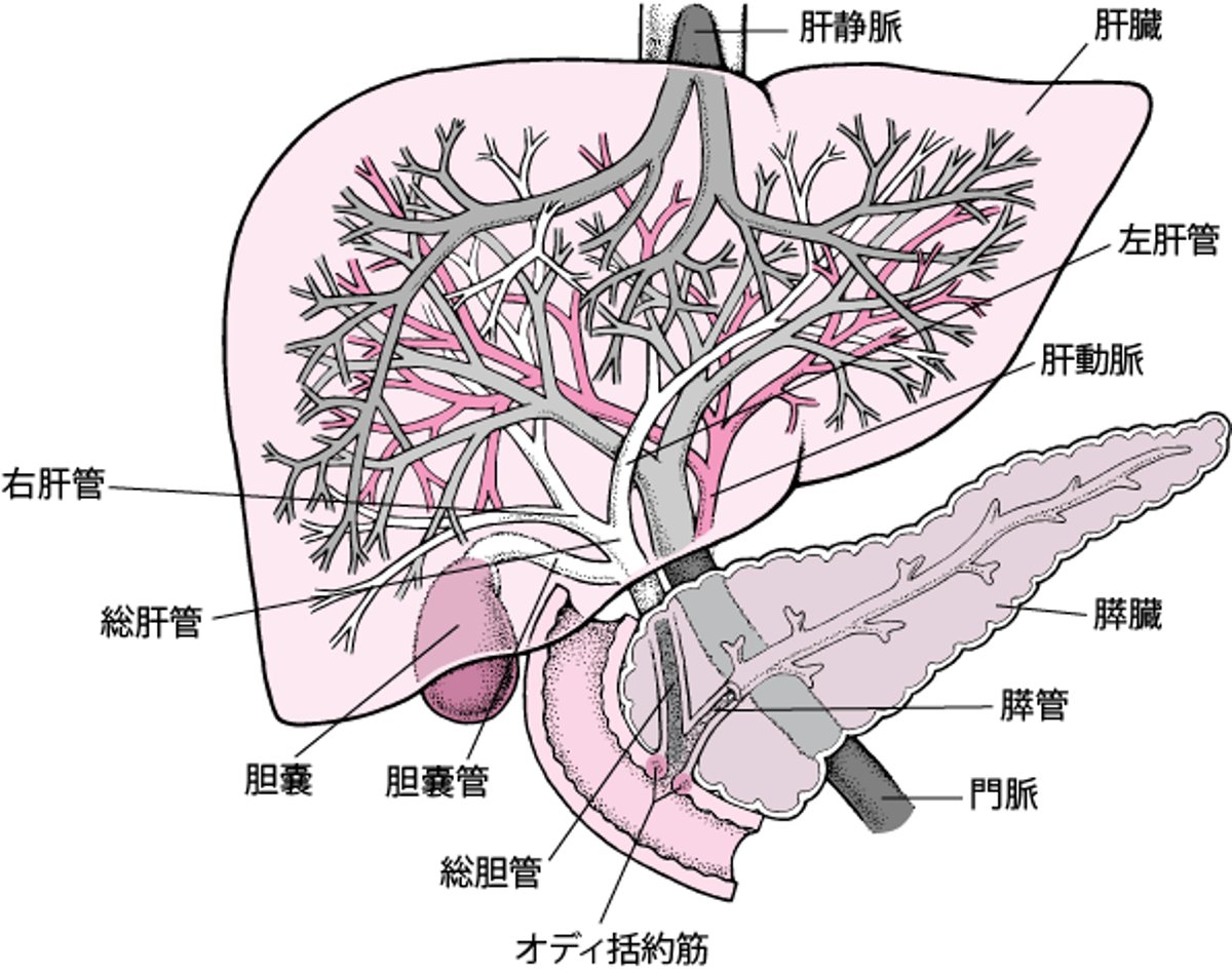 肝臓の概観