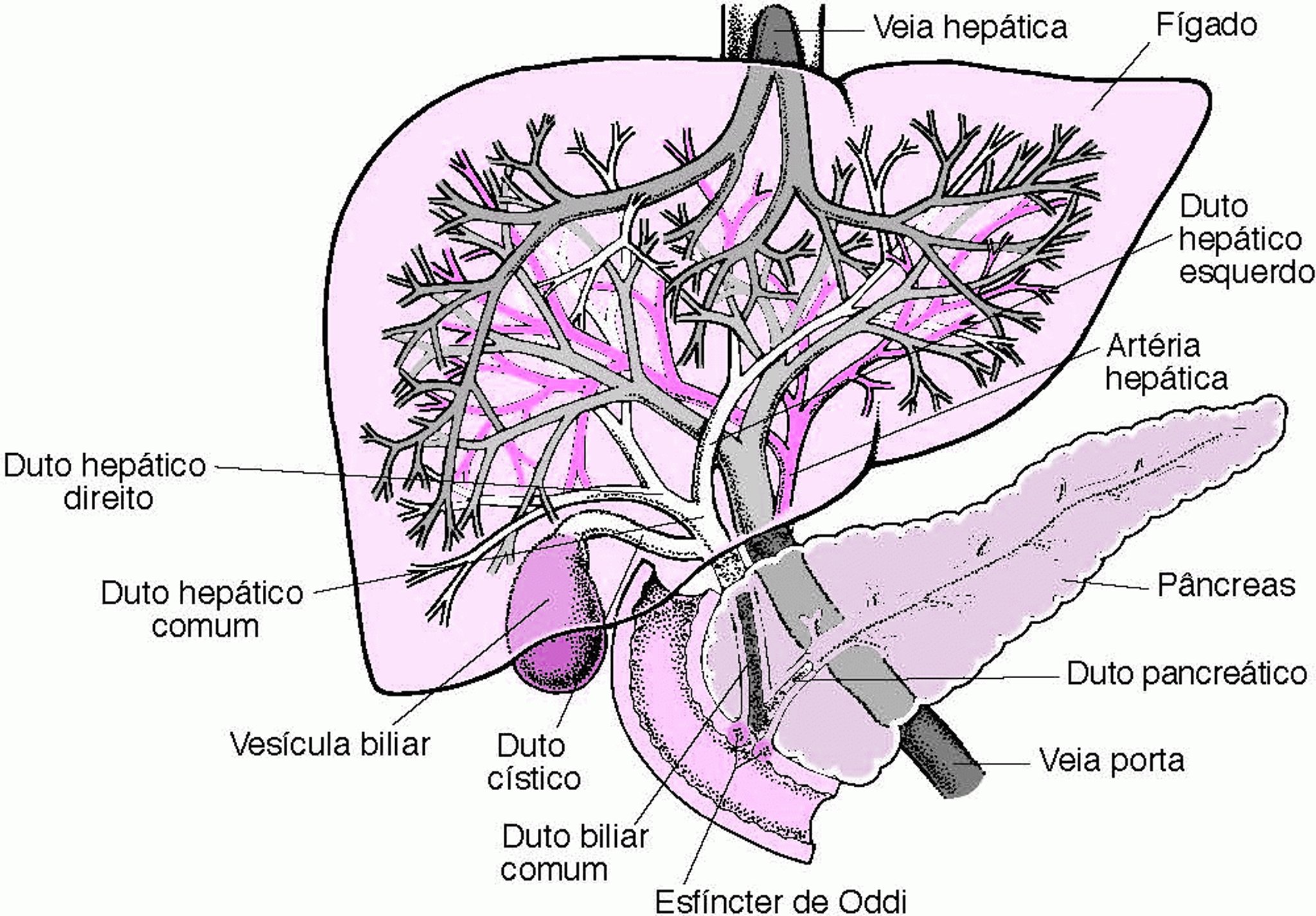 Panorama do fígado