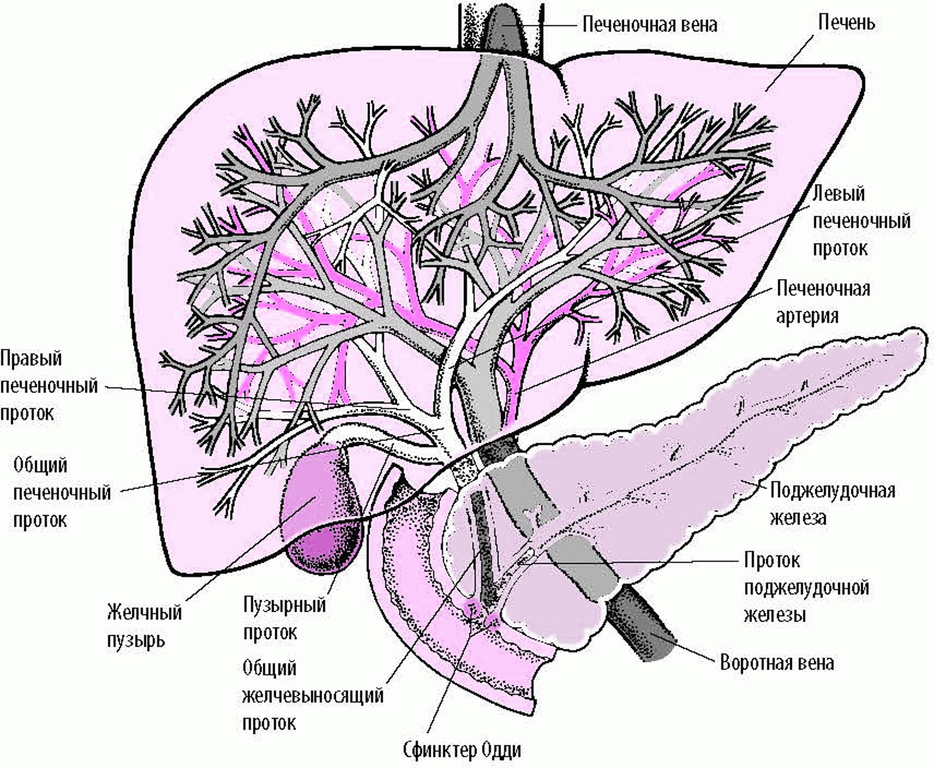Изображение печени