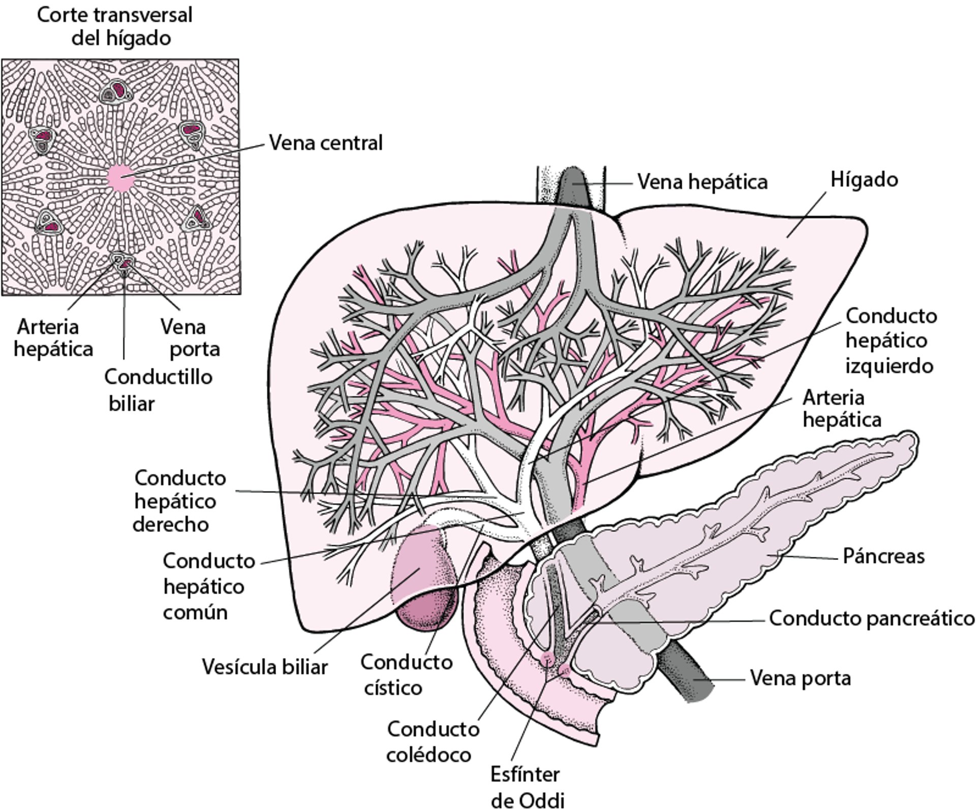 El hígado y la vesícula biliar