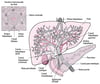 Anatomie du foie et de la vésicule biliaire