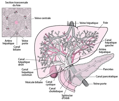 Anatomie du foie et de la vésicule biliaire