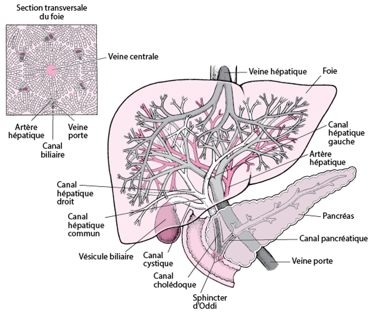 Anatomie du foie et de la vésicule biliaire