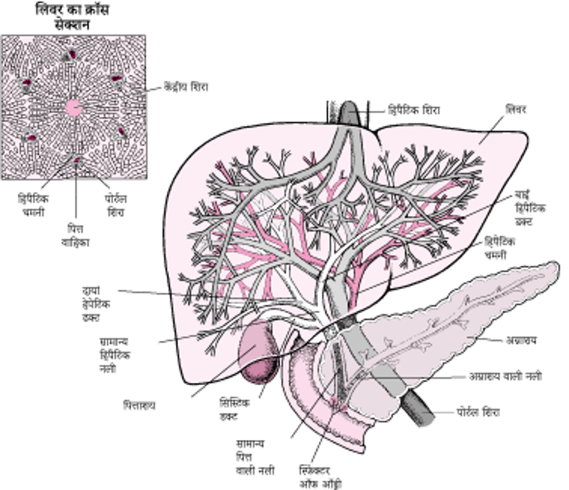 लिवर और पित्ताशय का दृश्य