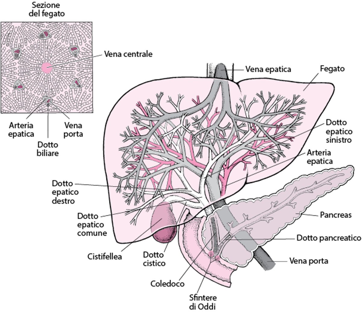 Visione d’insieme del fegato e della cistifellea