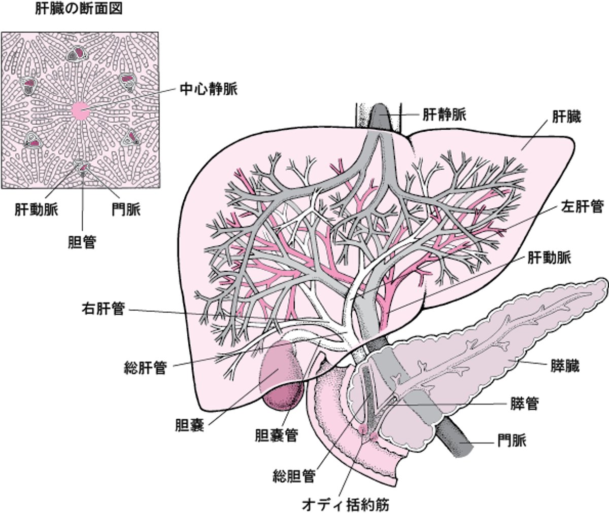 肝臓かんぞうと胆嚢たんのうのようす