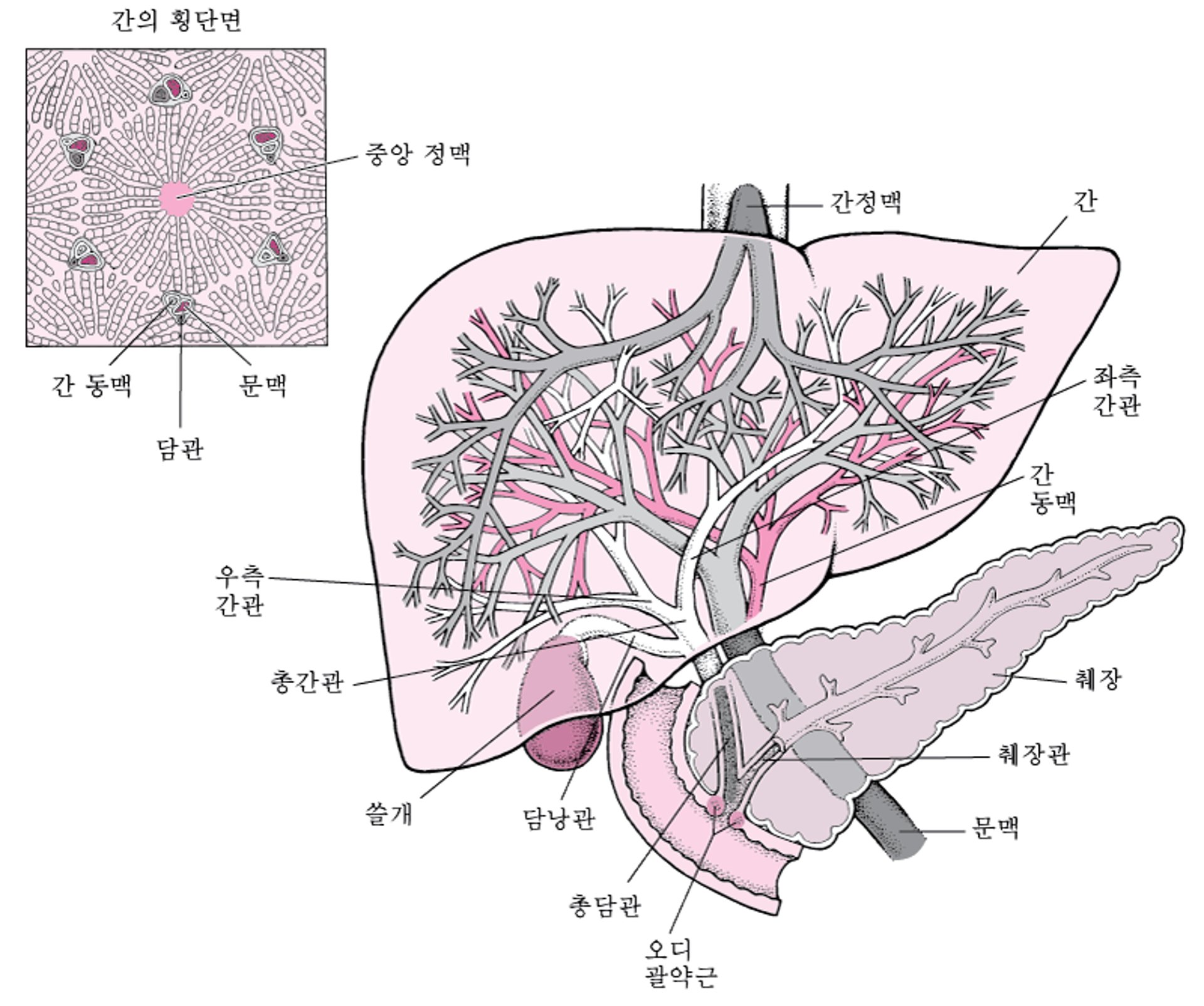 간과 담낭에 대한 관찰