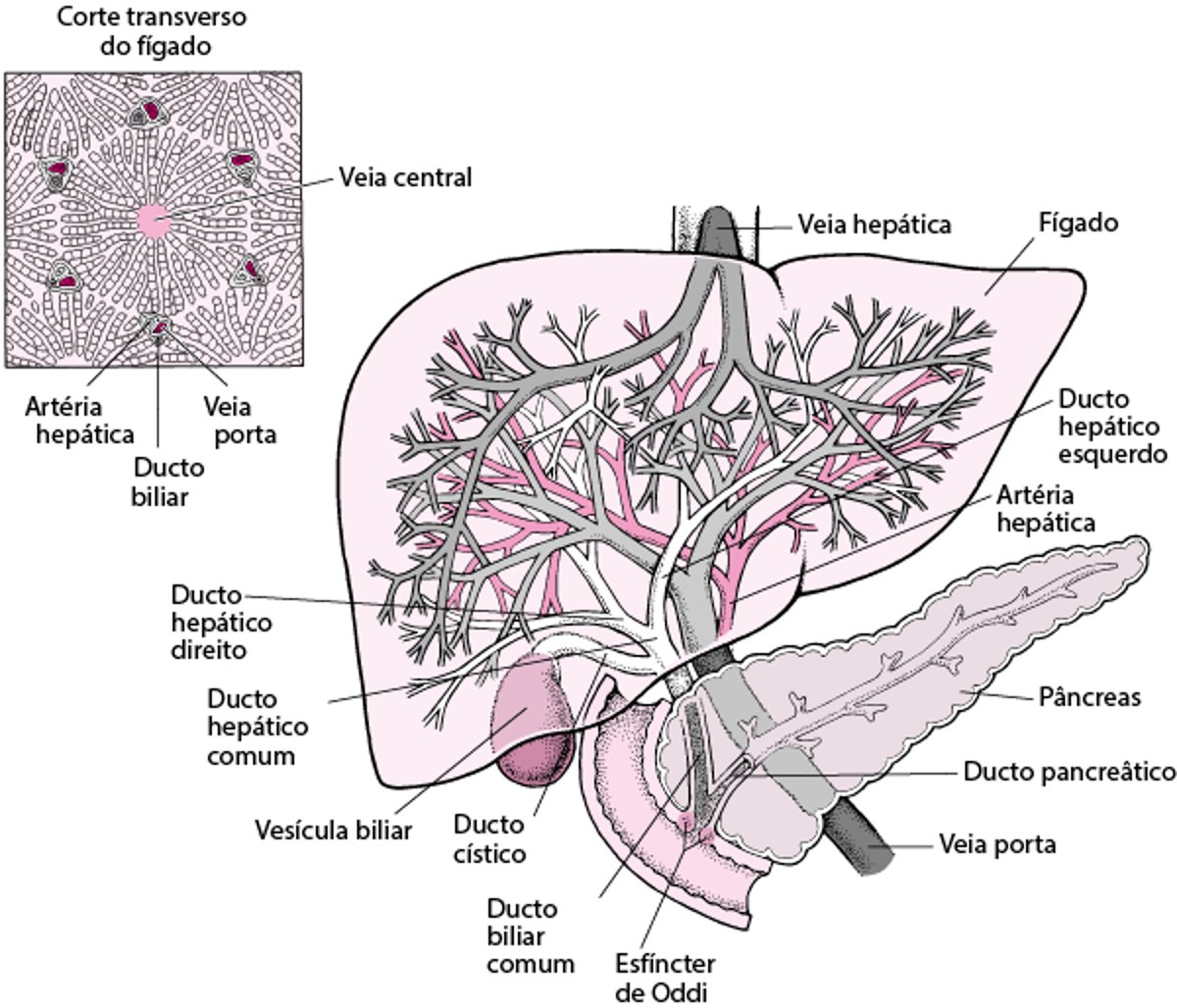 Visão do fígado e da vesícula biliar