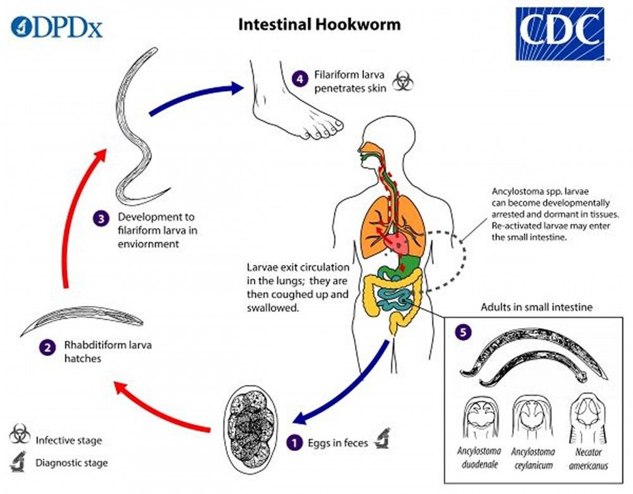 Life Cycle of the Hookworm