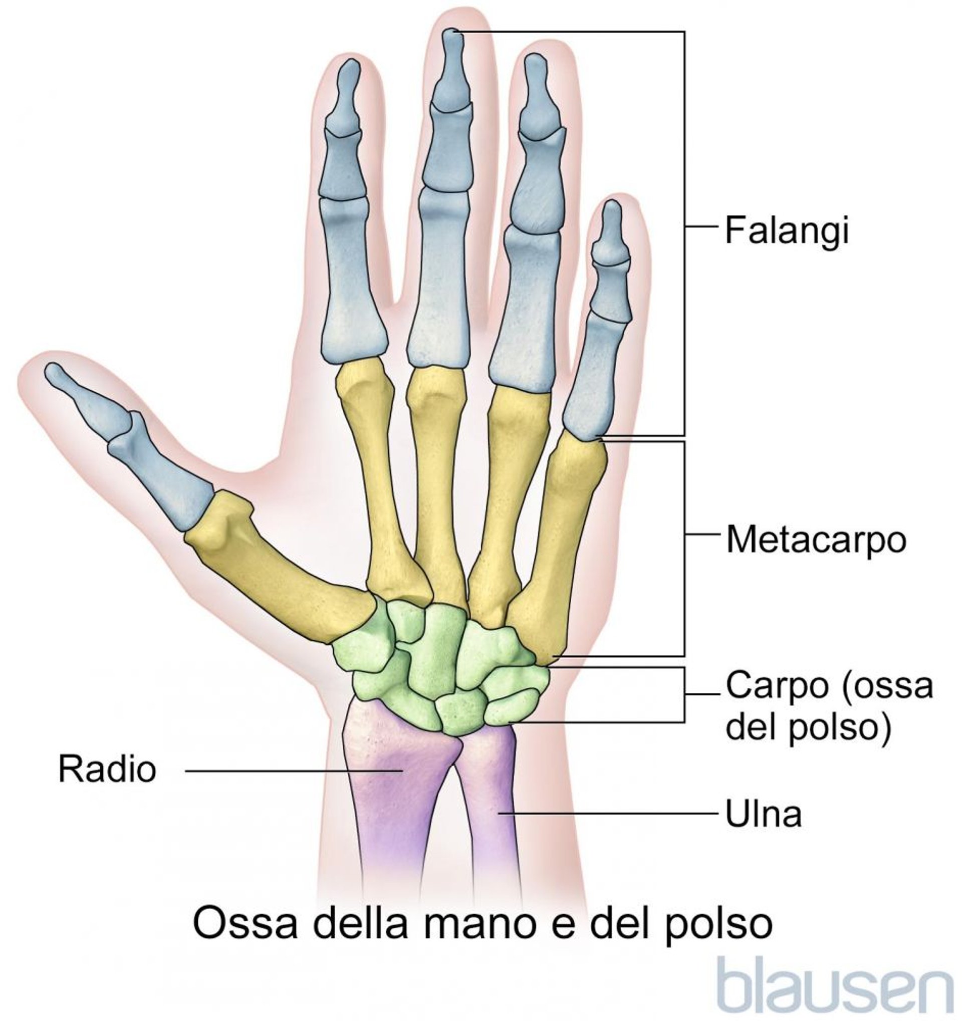 Ossa della mano e del polso