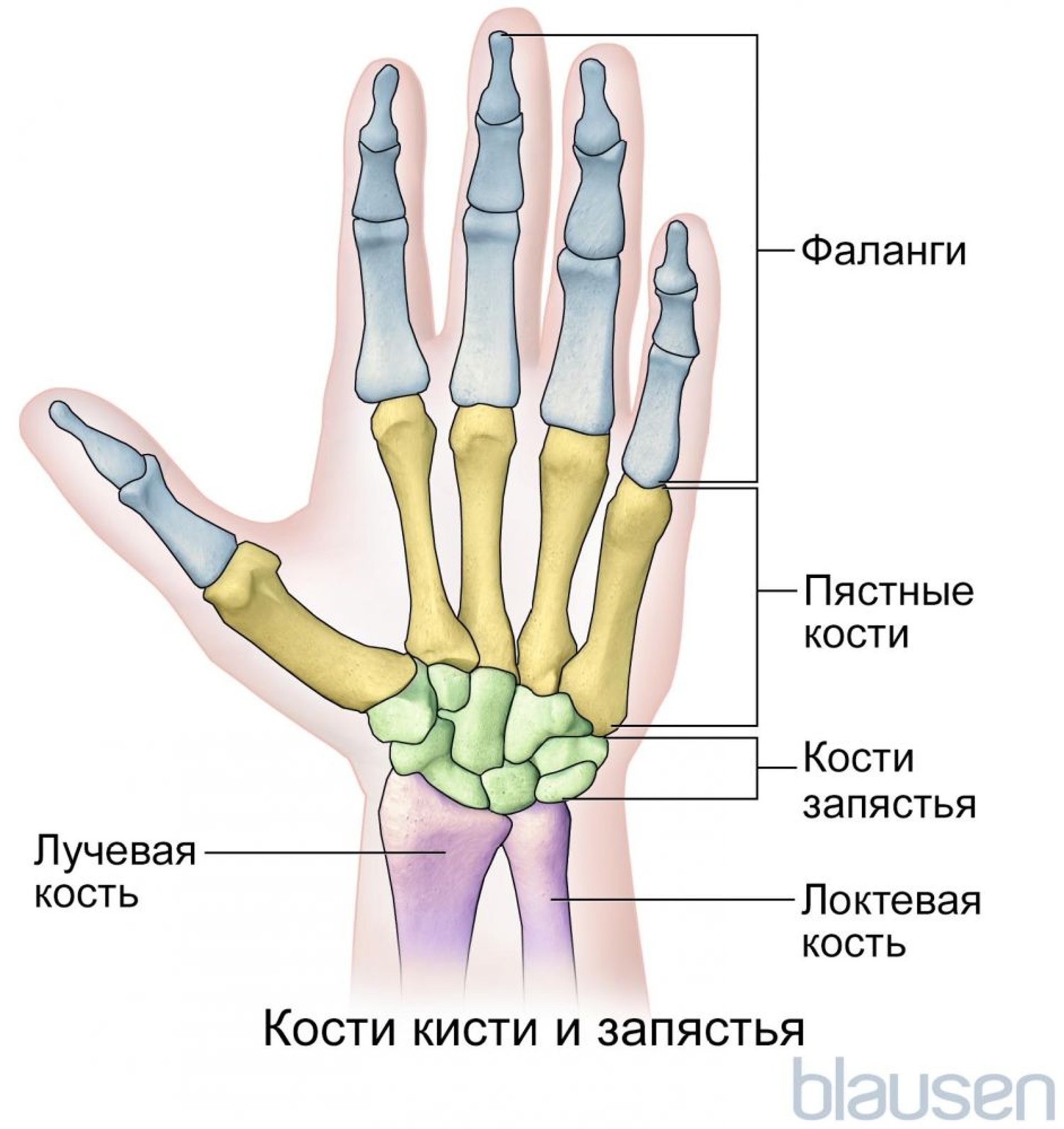 Кости рук и запястий