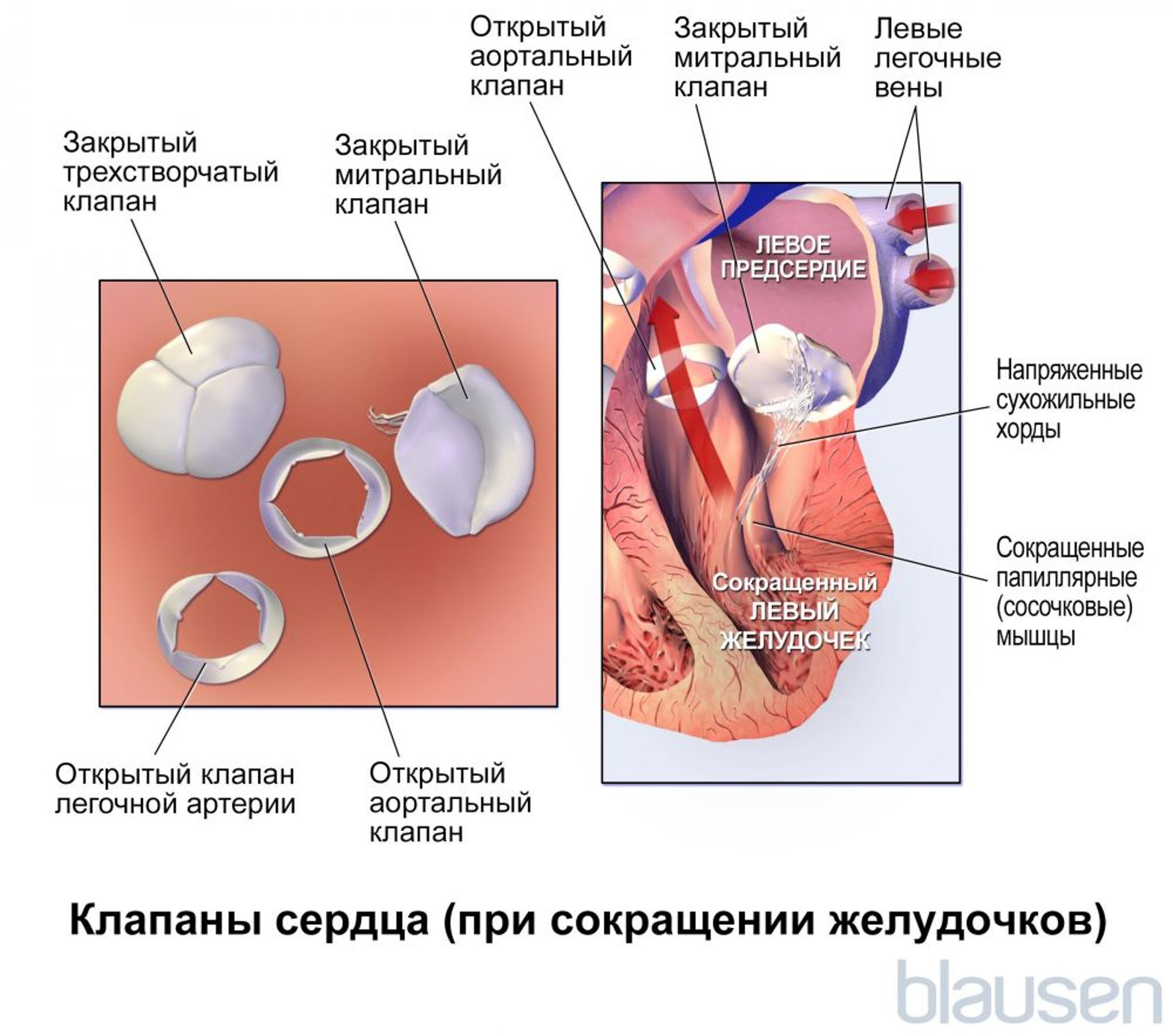 Клапаны сердца (при сокращении желудочков)