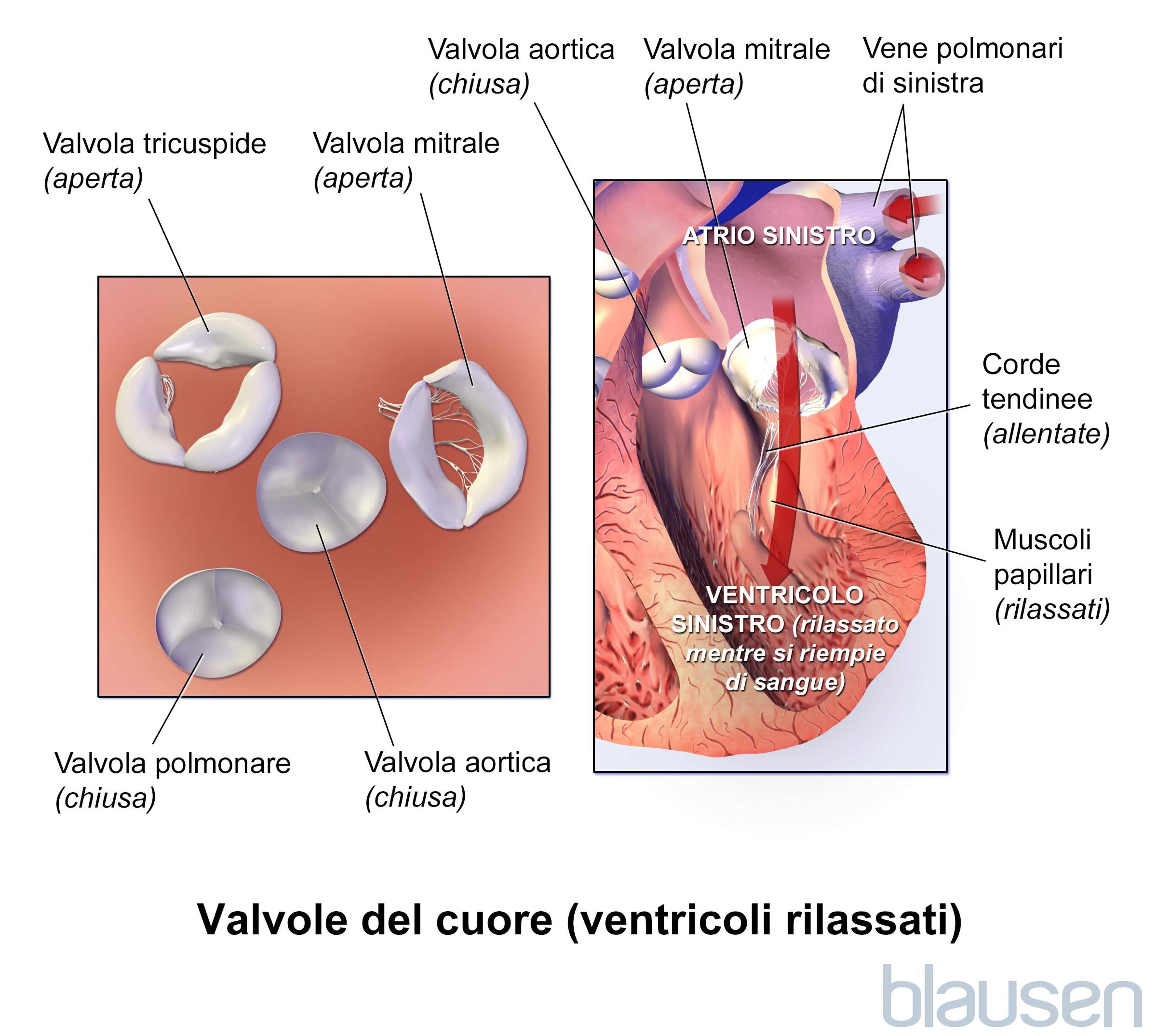 Valvole del cuore (ventricoli rilassati)