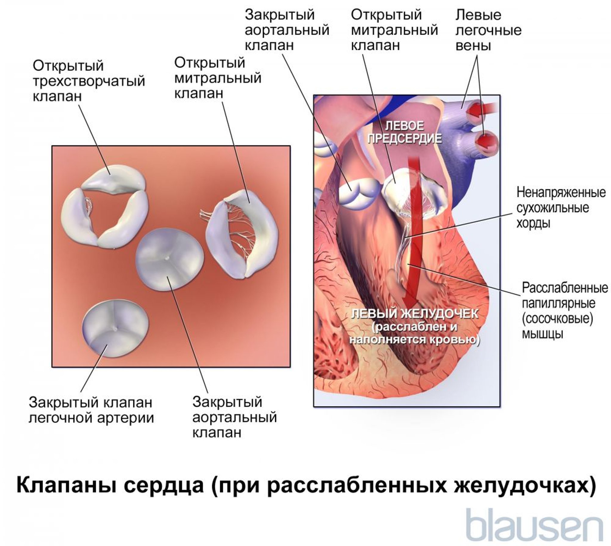 Клапаны сердца (при расслабленных желудочках)
