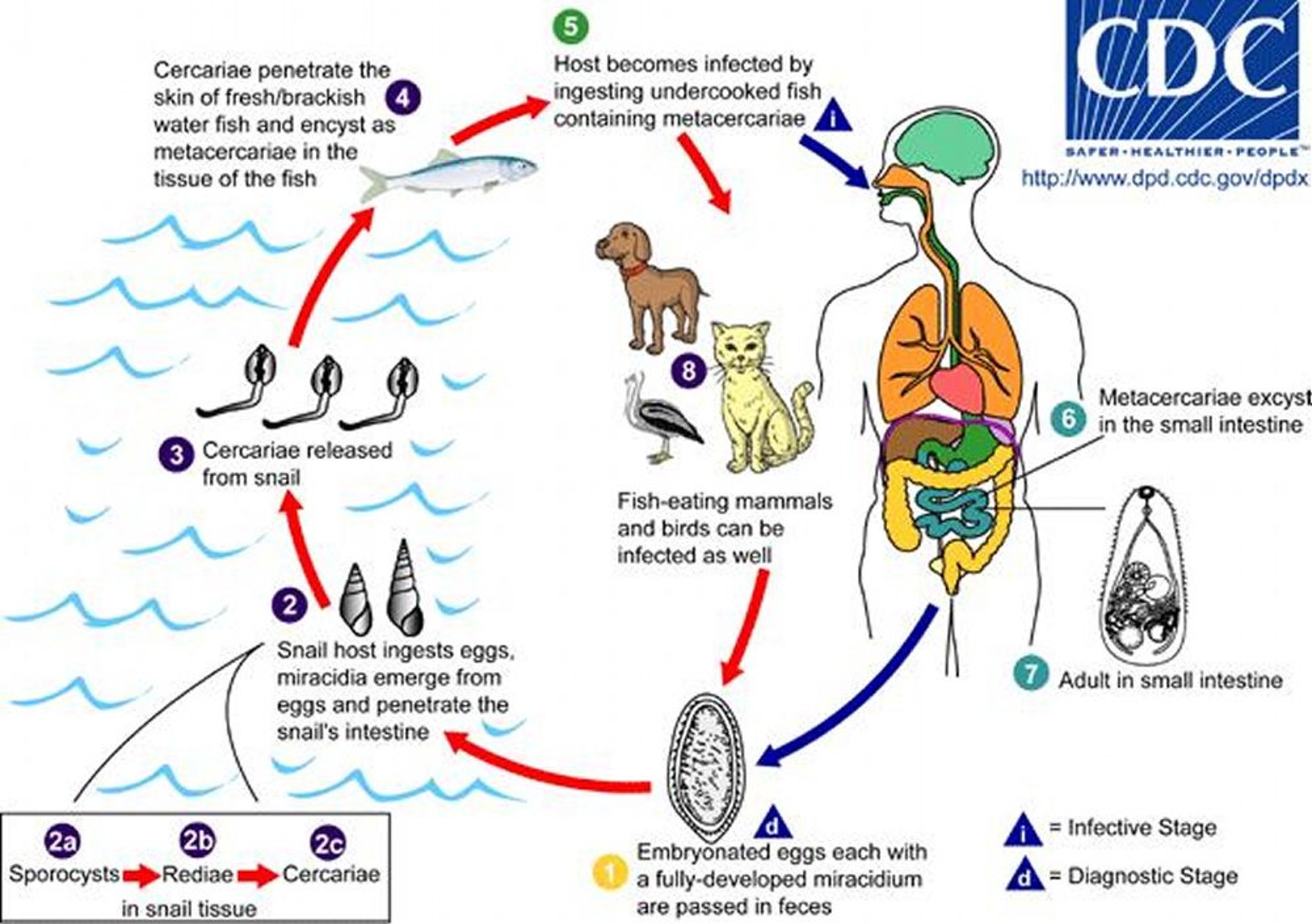 Ciclo vitale di <i >Heterophyes heterophyes</i>