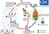 Life Cycle of Heterophyes heterophyes