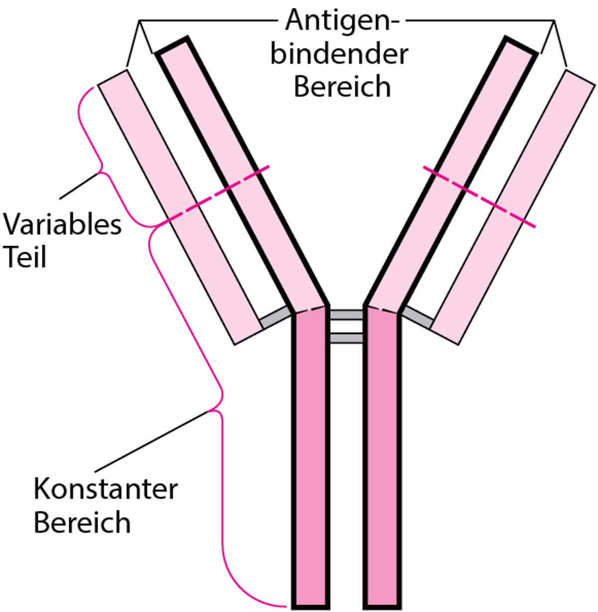 Die charakteristische Y-Struktur der Antikörper