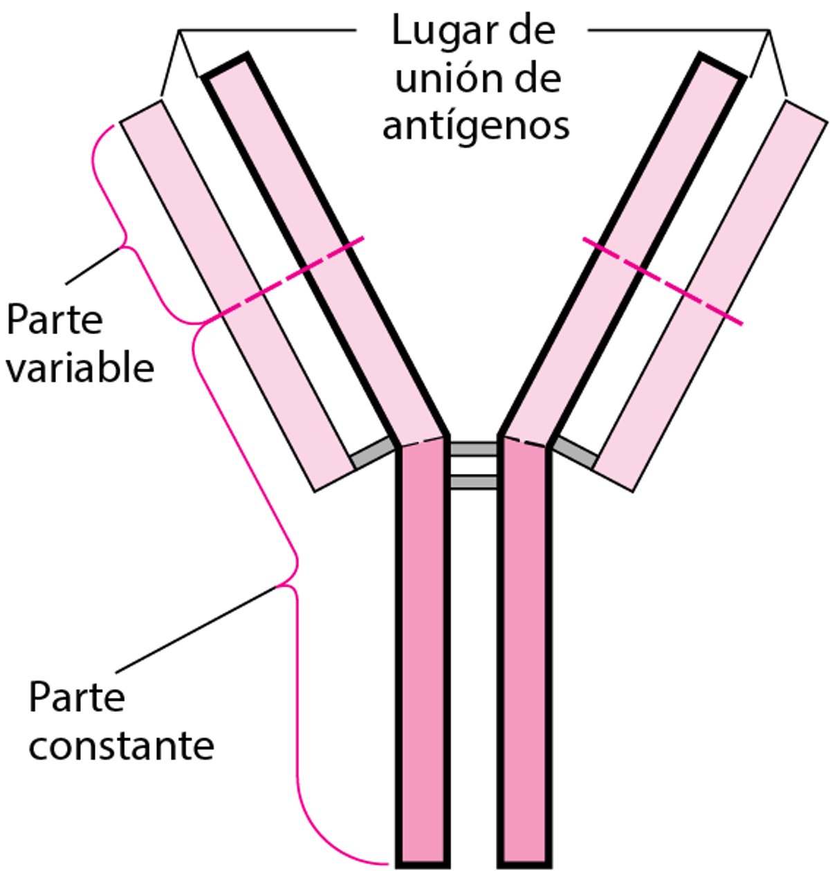 Estructura básica en Y de los anticuerpos