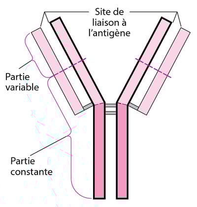 Structure de base en Y des anticorps