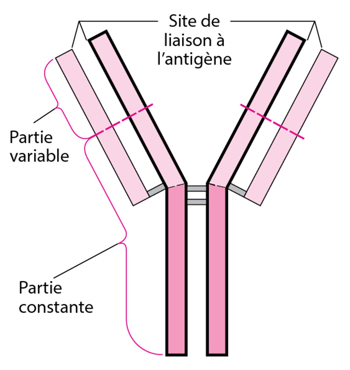 Structure de base en Y des anticorps