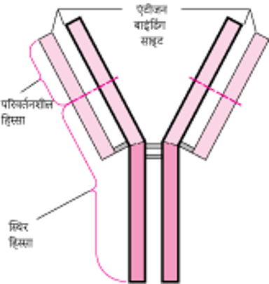 एंटीबॉडीज़ की मूल Y संरचना