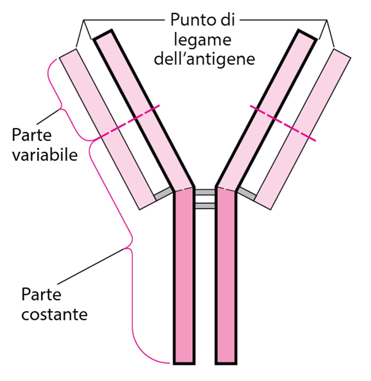 Struttura di base a Y degli anticorpi