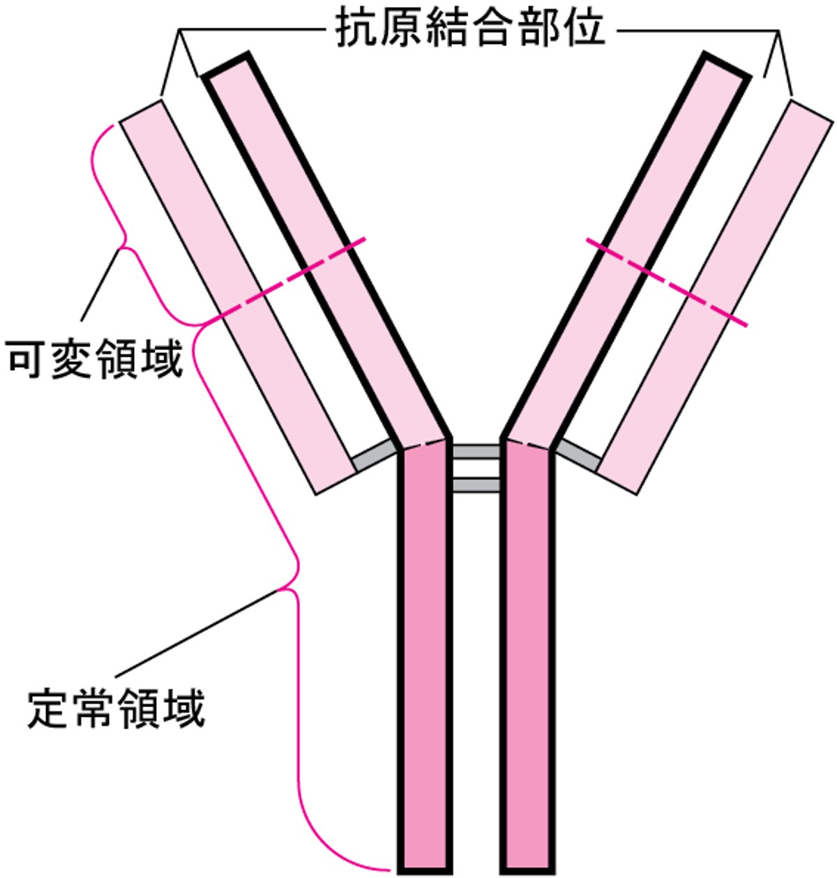 抗体の基本的構造（Y字型）