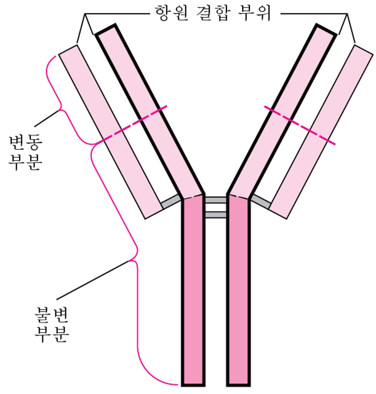 항체의 기본 Y 구조