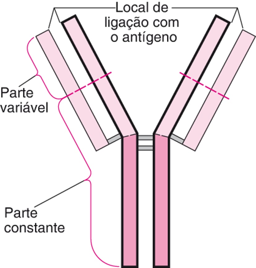 Estrutura básica em Y dos anticorpos