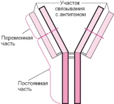 Базовая Y-структура антител