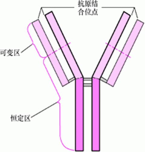 抗体的基本Y结构