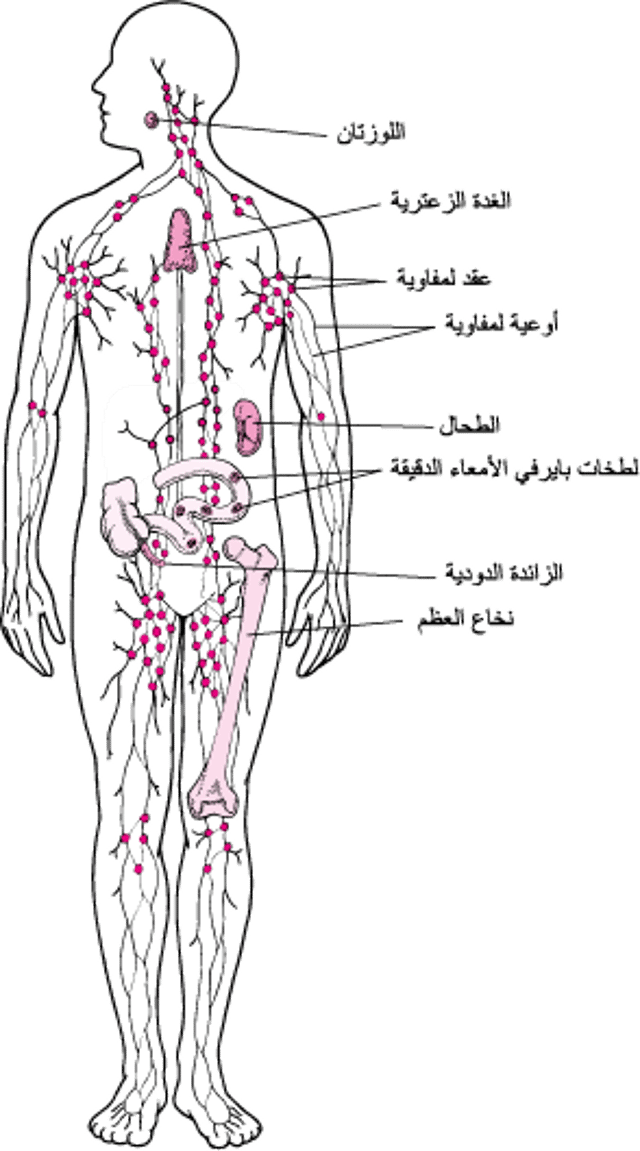 الجهاز اللمفي: المساعَدة في الدفاع عن الجسم ضد العدوى