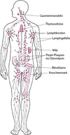 Lymphatisches System: Hilft bei der Verteidigung gegen Infektionen.
