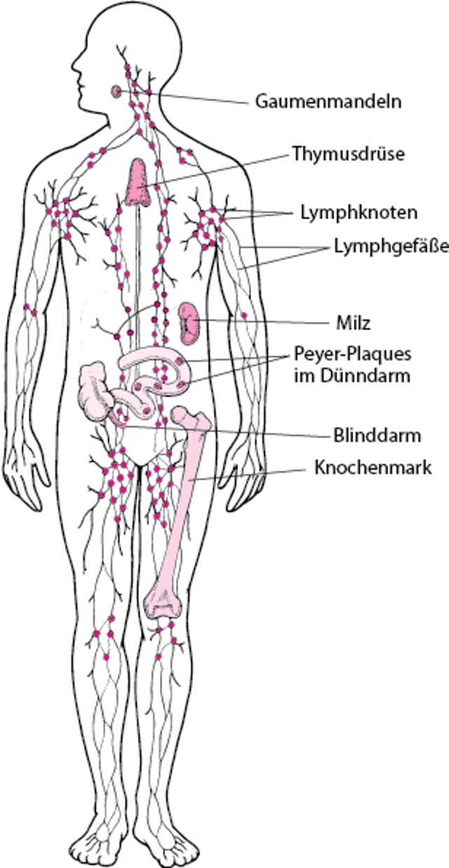 Lymphatisches System: Hilft bei der Verteidigung gegen Infektionen.