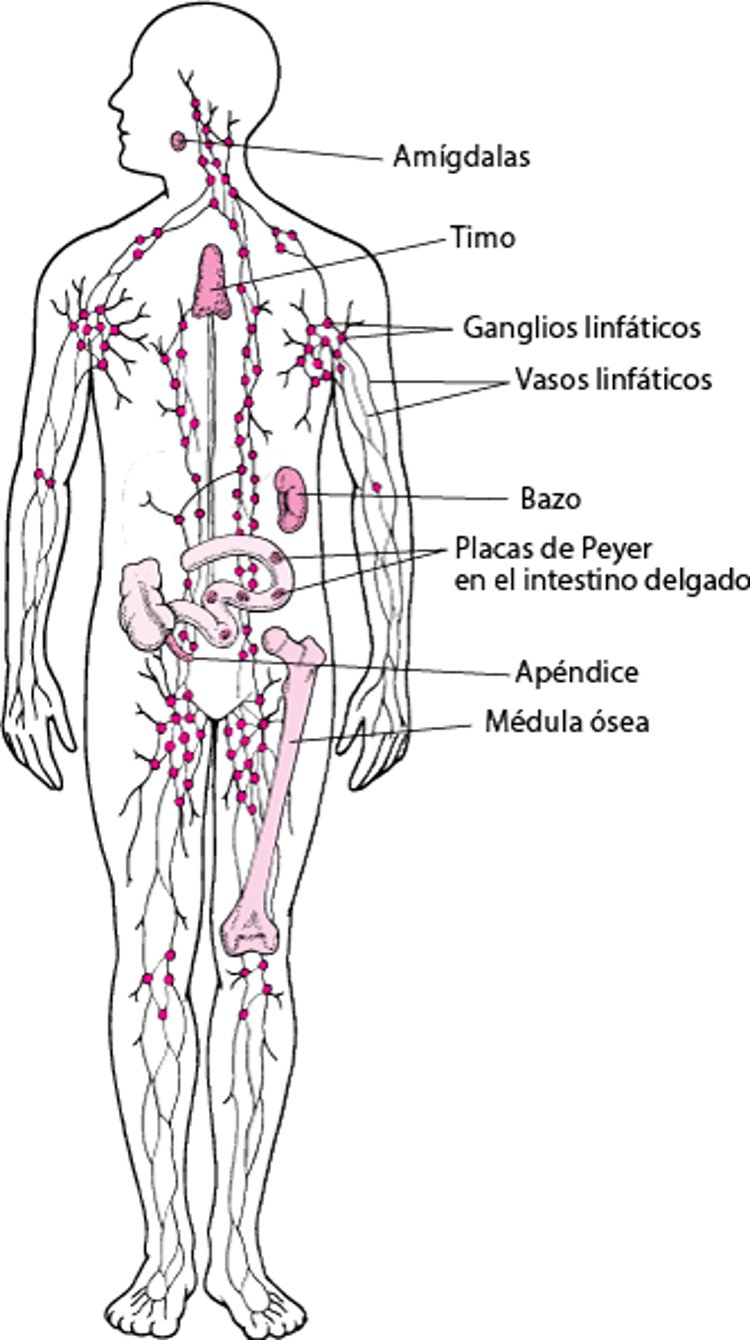 Sistema linfático: una defensa contra la infección