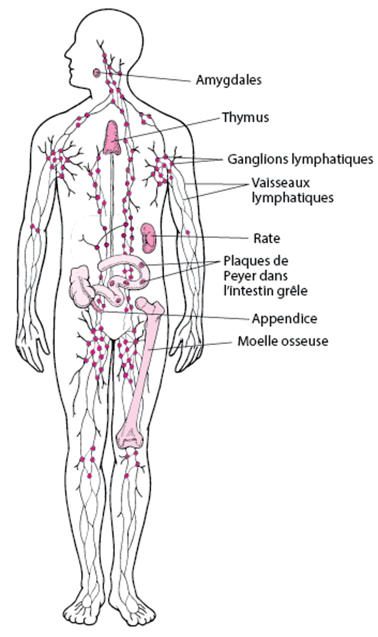 Système lymphatique : Contribue à la défense contre les infections