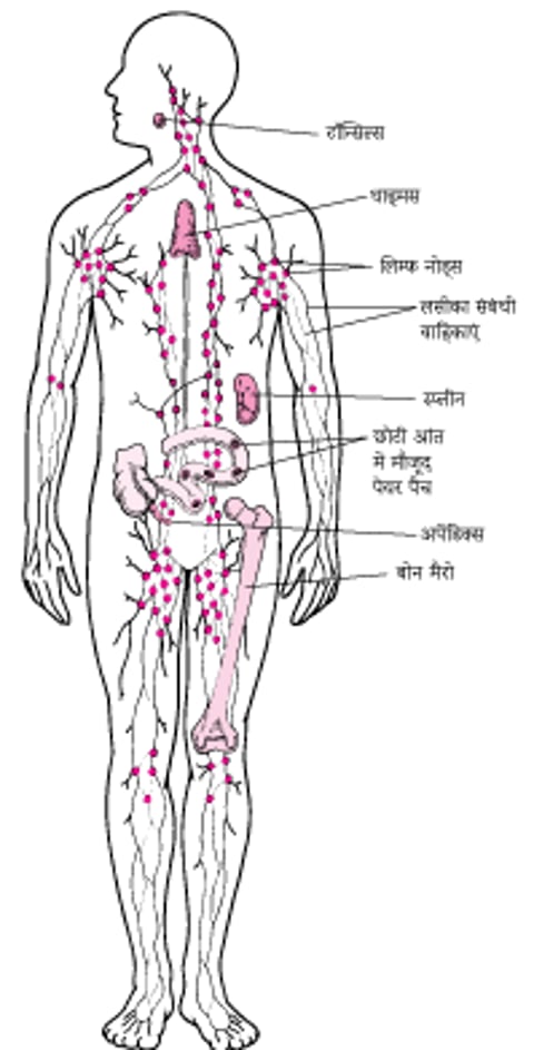 लिम्फ़ैटिक सिस्टम: संक्रमण से लड़ने में मदद करना