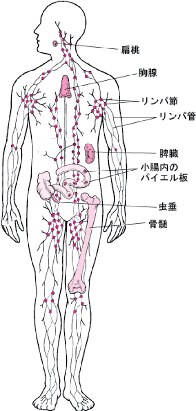 リンパ系けい：感染かんせん防御ぼうぎょの補助ほじょ