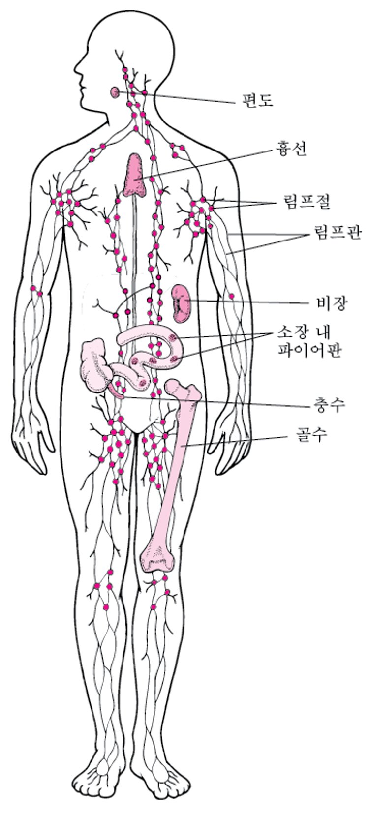 림프계: 감염을 방어하도록 도와줌