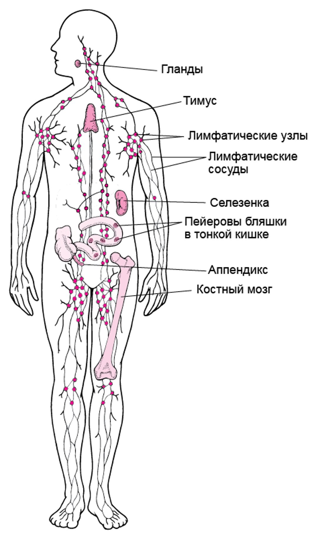 Лимфатическая система: Помощь в защите от инфекции