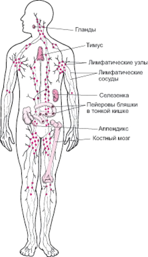 Лимфатическая система: Помощь в защите от инфекции