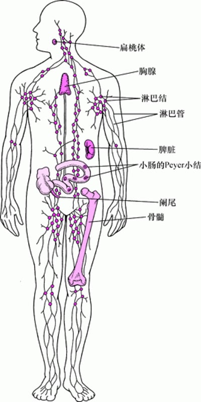 淋巴系统：帮助机体抵御感染