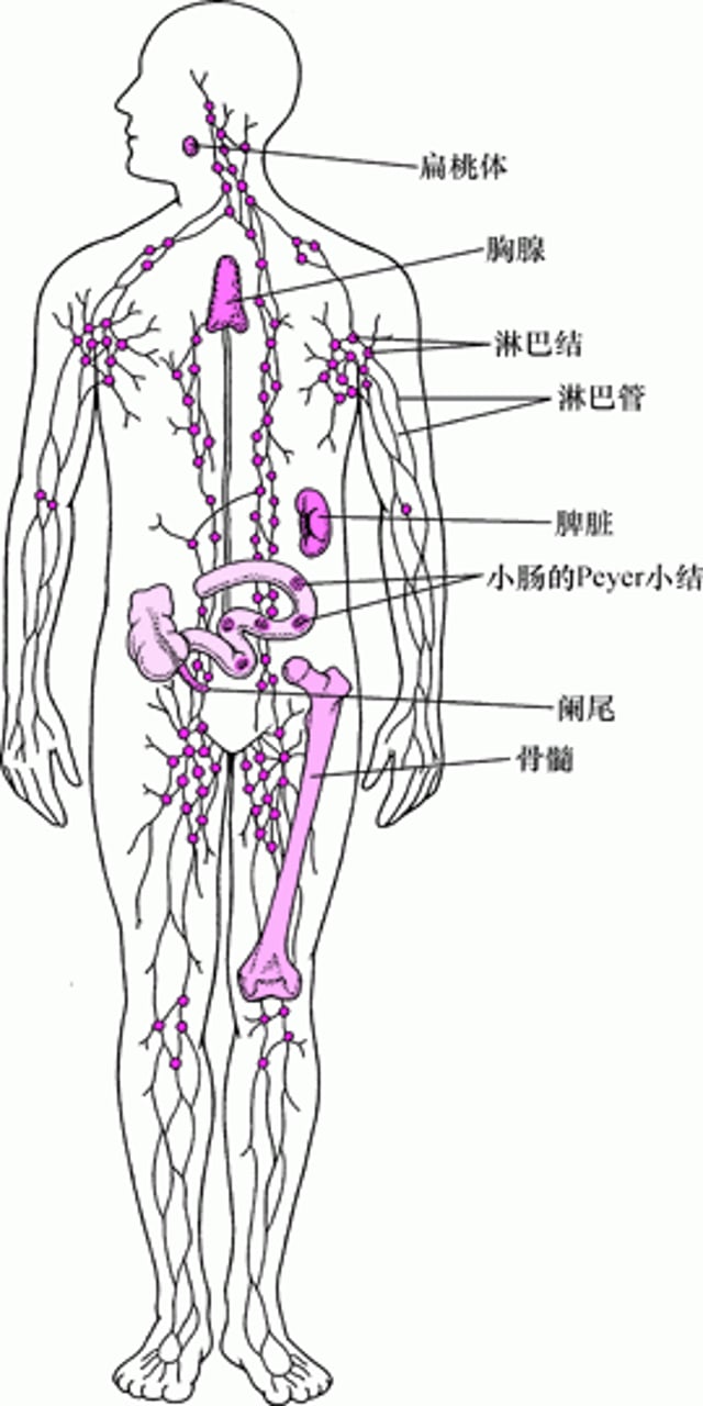 淋巴系统：帮助机体抵御感染