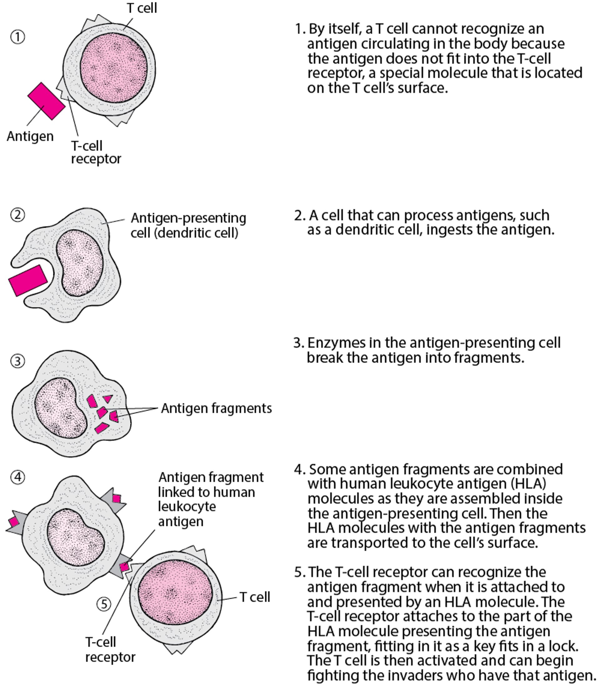 How T Cells Recognize Antigens