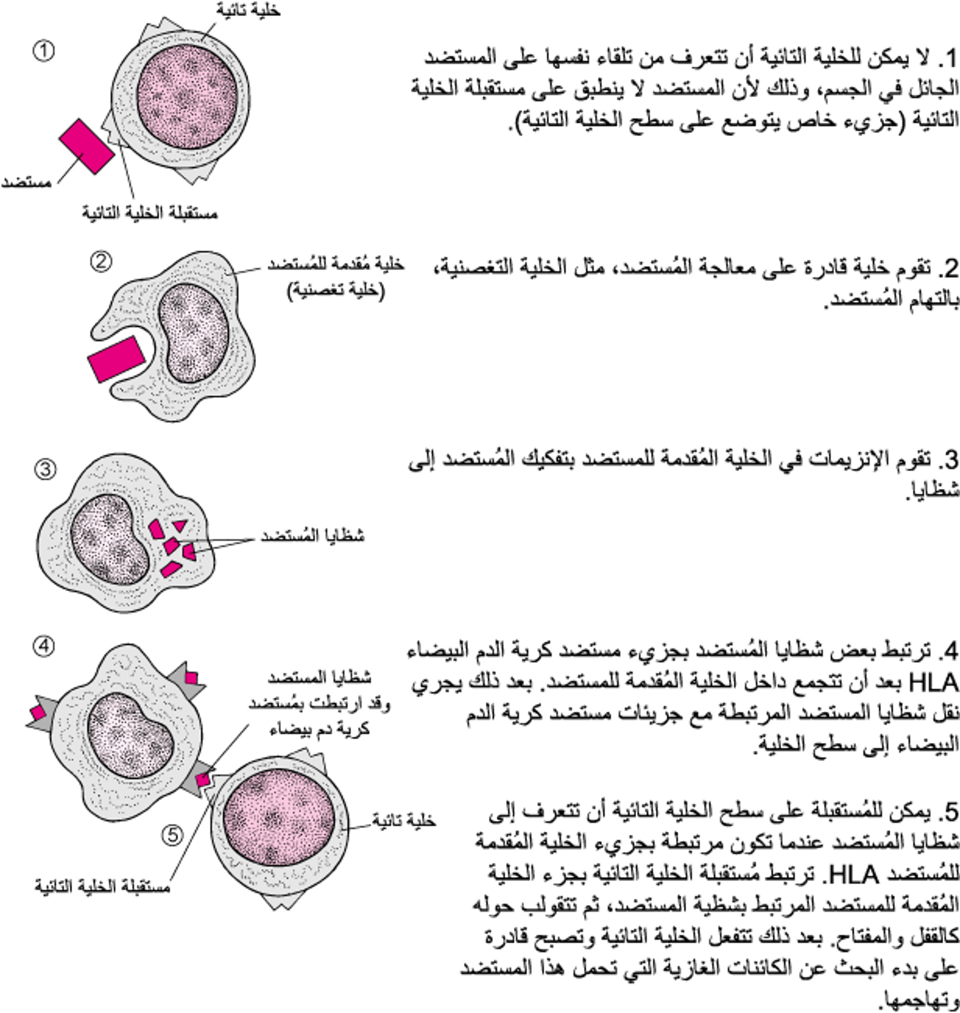 كيف يمكن للخلايا التائية أن تتعرف على المستضدات
