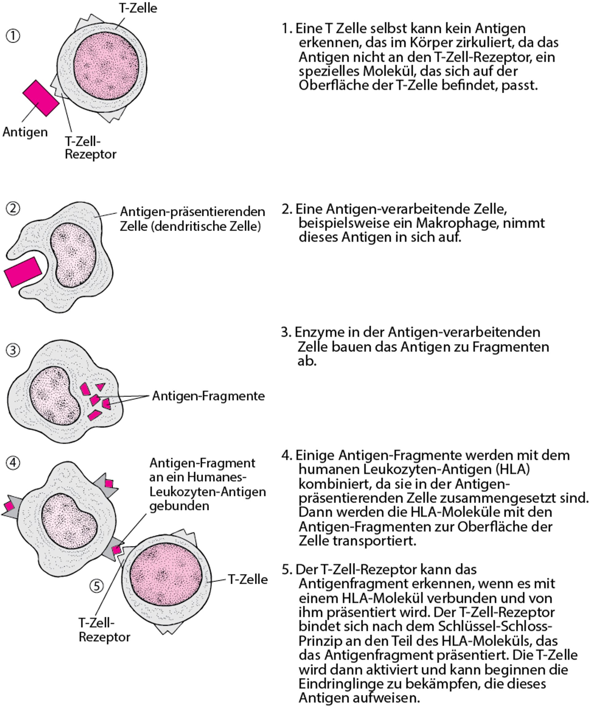 Wie T-Zellen Antigene erkennen